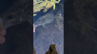 He spined the crap outta me 😑😂 fishingvideo crappiefishing crappie sportfishing [upl. by Asiuqram]