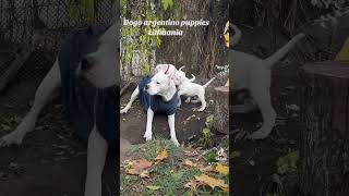 Fortuna Niks Sparta dogo argentino and kids puppy dogoargentinopuppies [upl. by Elag]