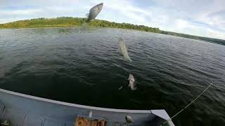 Sabiki Rig Fishing for White Perch and Crappies [upl. by Hidie]