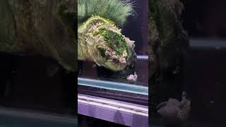 Alligator Snapping Turtle are Cannibal [upl. by Manbahs]