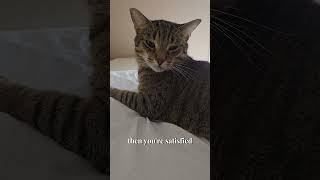 Happy Hermes Happy Me catlovers cat catlife catlover catvideo catvideos catvideooftheday [upl. by Renado]