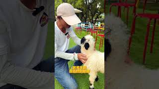 富田農場的笑笑羊 笑笑羊 ShauntheSheep ValaisBlacknoseSheep 動物 桃園 大溪 農場 [upl. by Brady]