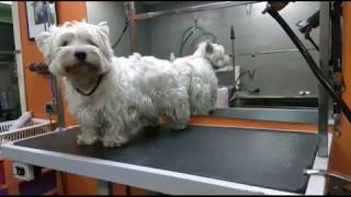 Stripping West Highland white terrier [upl. by David447]