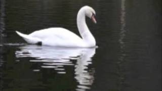 Swan Lake for piano Tchaikovsky  sheet music [upl. by Shanks]