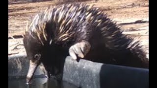 Echidnas  egglaying mammals [upl. by Pappas]