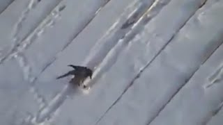 Crow skiing down a roof [upl. by Akehsar]