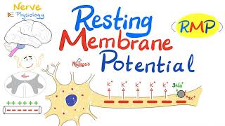 Resting Membrane Potential RMP  Nerve Physiology [upl. by Imekawulo]