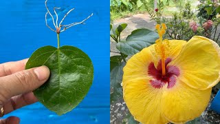 Propagate hibiscus from effervescent tablets [upl. by Ivanah574]