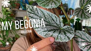 My Begonia Collection  Begonia Care Guide [upl. by Eaner]