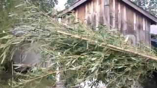 Harvesting Bamboo From A Bamboo Forest AWESOME [upl. by Hairu]