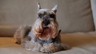 Miniature Schnauzer Dogs 101 Is a Miniature Schnauzer Dog Right For You [upl. by Emmye]