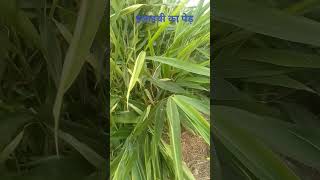 cardamom plant 🌵🌵 elaichi palantshortvideo cardamom plants bigcardamom [upl. by Ayikahs]