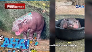 Meet Moo Deng the very cutesy pygmy hippo  AHA [upl. by Aerdnaxela69]