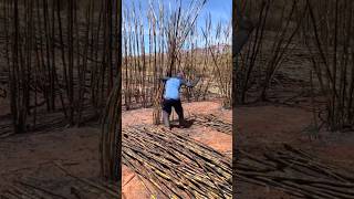 Fastest Way Sugarcane Harvesting By Burning Leaves satisfying HappyFarm85 [upl. by Peale]