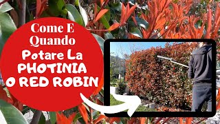 Photinia Red Robin  Come E Quando POTARE LA SIEPE Di Photinia [upl. by Tselec]