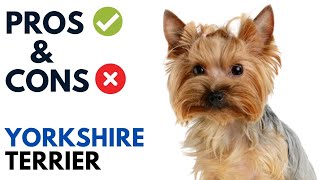 Yorkshire Terrier Pros and Cons  Yorkie Dog Advantages and Disadvantages [upl. by Alana252]