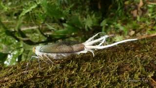 Reticulated Planthopper with wax tail Pterodictya reticularis [upl. by Regdirb844]