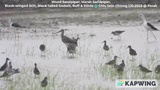 Blacktailed Godwit Ruff Wood Sandpiper  Chiu S C DSCN4841 [upl. by Arykahs]