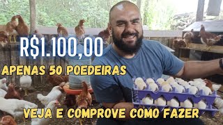 COMO GANHAR DINHEIRO COM 50 GALINHAS POEDEIRAS [upl. by Esoranna375]