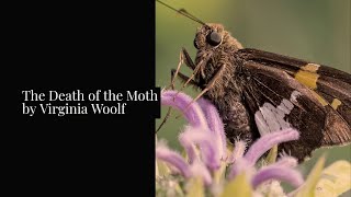 The Death of the Moth by Virginia Woolf Summary amp Complete Essay [upl. by Argyle]