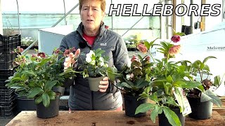 Hellebores For Your Winter Garden [upl. by Slemmer]