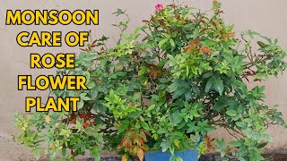 Monsoon care of Rose flower plant [upl. by Charmane]