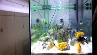 Ranchu goldfish tank [upl. by Menard]