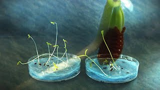 Lacy Phacelia seed germination timelapse [upl. by Lemak]