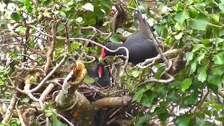 Moorhen  Nesting in A Tree  I did not know moorhens nested in trees [upl. by Adniroc]