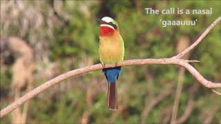 Whitefronted Beeeater calling [upl. by Aivartal616]