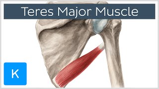 Teres Major Muscle  Origin Insertion amp Action  Human Anatomy  Kenhub [upl. by Thistle275]