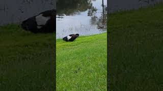 Black White amp Navy Feathers on Muscovy Duck Flying Back to Grass by Precocial Ducklings Oviedo [upl. by Bartolomeo]