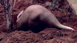 Aardvarks at the Bronx Zoo [upl. by Costanzia316]