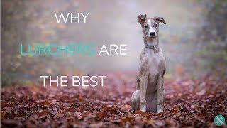 Why Lurchers Are The Best [upl. by Astor190]