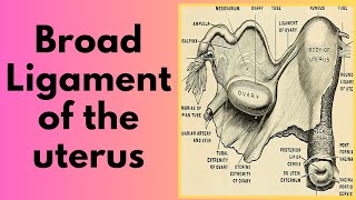 Broad ligament of the uterus  Mesometrium Mesovarium and Mesosalpinx [upl. by Wilie]