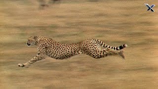 The Cheetah is the Fastest Animal in the World [upl. by Balliett75]