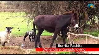 Burrita Pachita defiende ovejas Espanta zorros perros y depredadores [upl. by Amaryl]