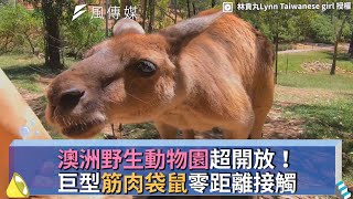 澳洲野生動物園超開放！巨型筋肉袋鼠零距離接觸 [upl. by Gnuy]