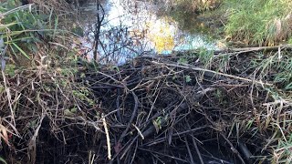 Unclogging Beaver Dam From Culvert Drainage [upl. by Rhianna]