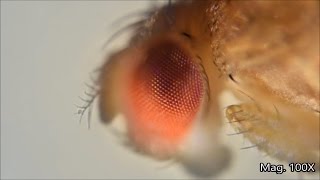 Fruit fly and its lifecycle under the microscope [upl. by Morgen]