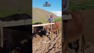 Village Life 🤑🤑🤑 Unseen Afghanistan Bamyan [upl. by Areta]