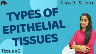 Types of Epithelial Tissues 5 Class 9 Science CBSE 9th Biology [upl. by Llerrehs]