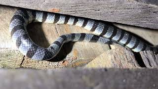 Captain Bartolo under my Bungalow 2 friendly but very venomous Sea Snakes🐍❤️ [upl. by Naed846]