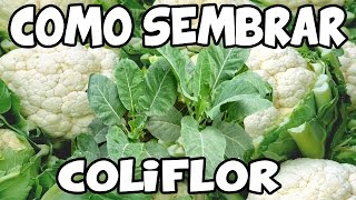 Como Sembrar Coliflor Con Éxito Del Semillero Al Trasplante  La Terraza de Jose [upl. by Nannek913]