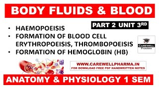 Hematopoiesis  Formation of Bood  Formation of Hemoglobin  Part 2 Unit 3  Anatomy and Physiology [upl. by Ailin]