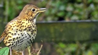 Song Thrush Bird Singing  Grive Musicienne Chant  Beautiful Birds Song and Sounds [upl. by Bernarr321]