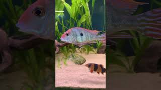 Geophagus tapajos getting big [upl. by Ecinnej800]