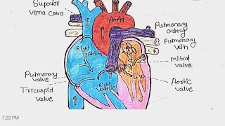 cardiovascular system immunology msc 3rd sem 📝📝📝✍🏻✍🏻✍🏻hindi notes ♨️ [upl. by Pietra]