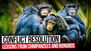 Conflict Resolution Lessons from Chimpanzees and Bonobos 🐵🐵 [upl. by Karlyn]