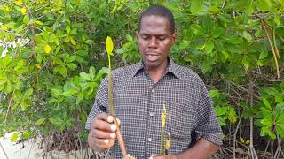 Introduction to Mangrove Seedlings and How They Grow [upl. by Bashuk]